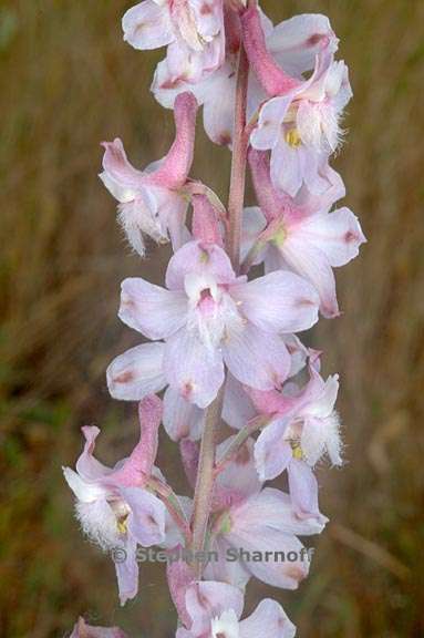 delphinium hansenii ssp hansenii 5 graphic